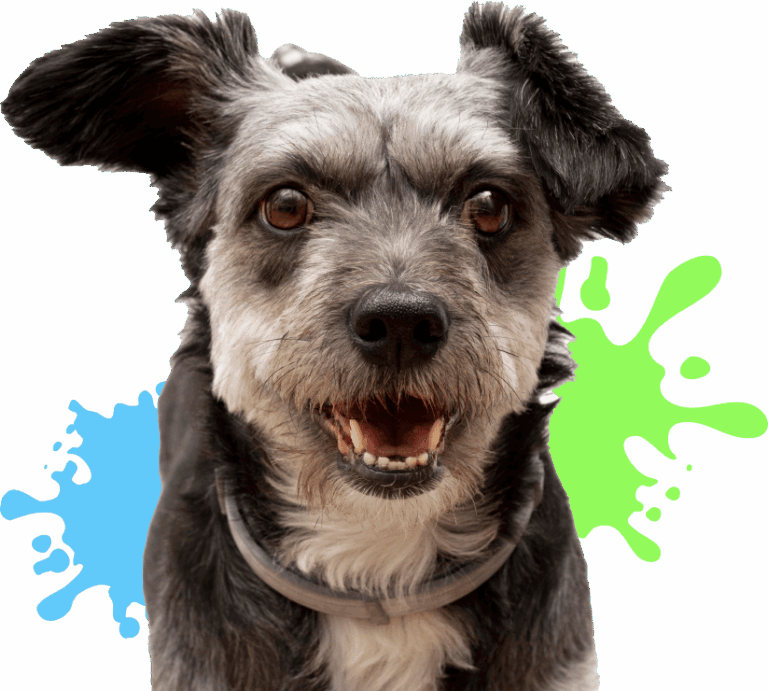 Happy dog with colourful background splashes.