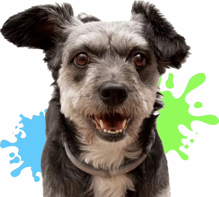 Happy dog with colourful background splashes.