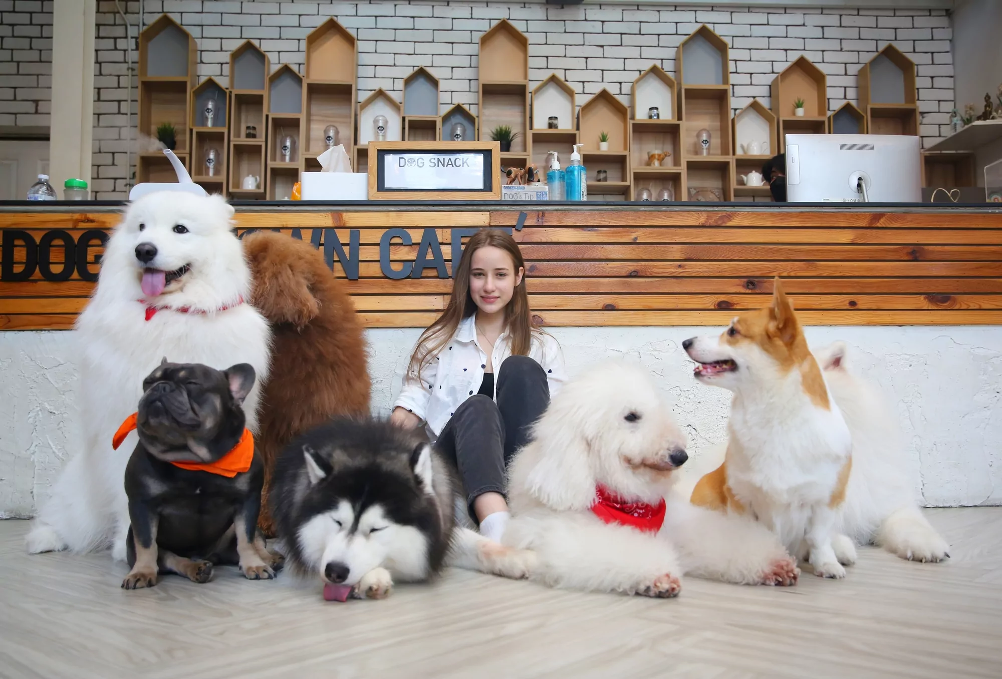 Woman sitting with various dog breeds at dog cafe.