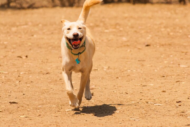 Happy dog running on dirt path