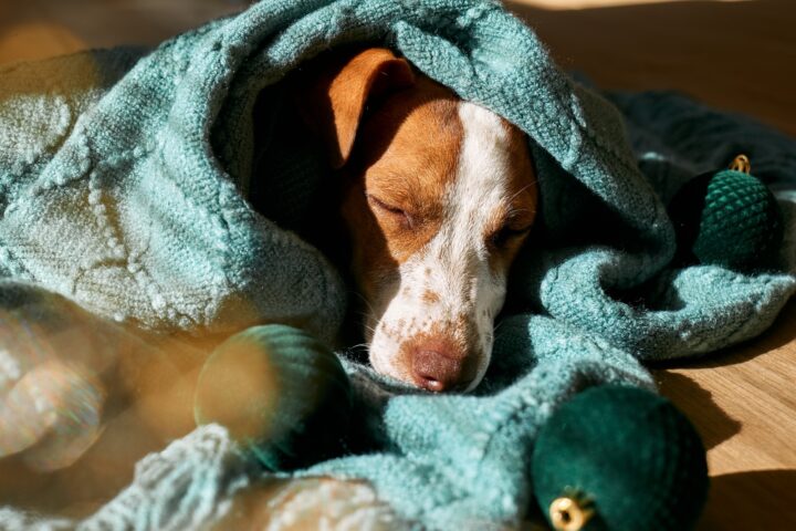 Dog wrapped in blanket sleeping peacefully with ornaments.