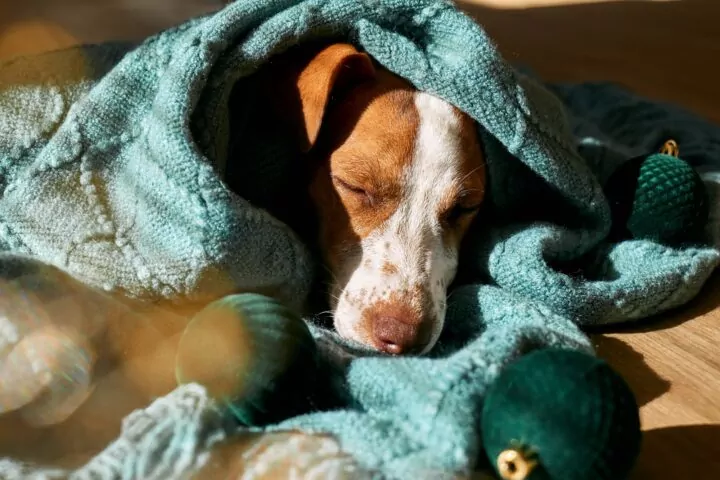 Dog wrapped in blanket sleeping peacefully with ornaments.
